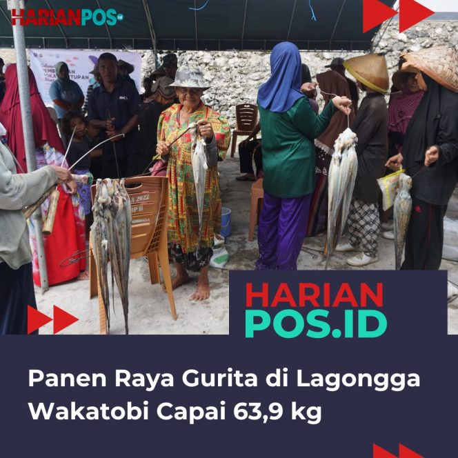
					Panen Raya Gurita di Lagongga Wakatobi Capai 63,9 kg