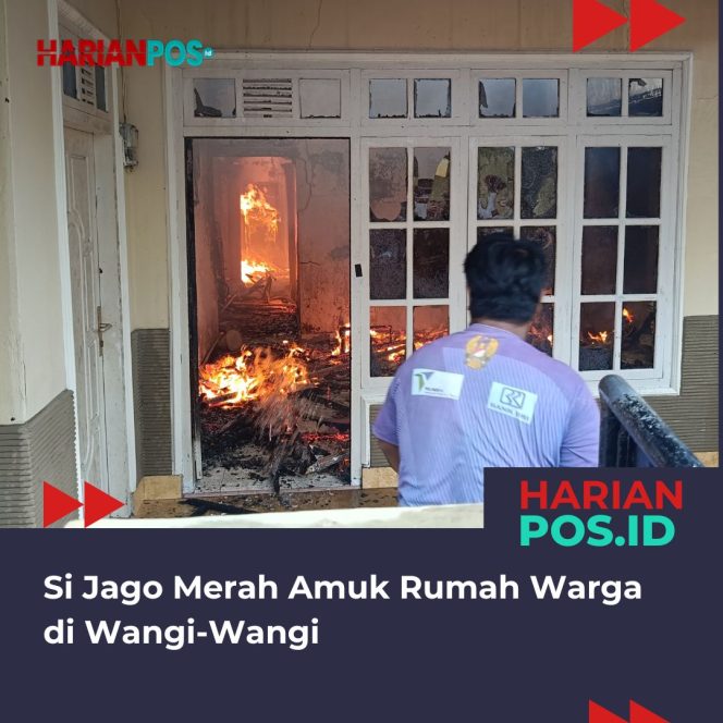 
					Si Jago Merah Amuk Rumah Warga di Wangi-Wangi